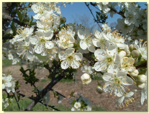 AppleBlossoms - CItamura.jpg