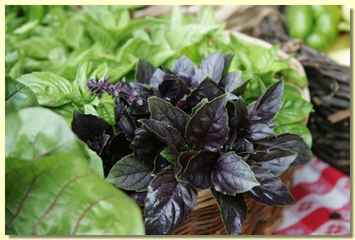 Basil.jpg