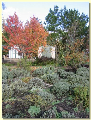 Fall Foliage.jpg
