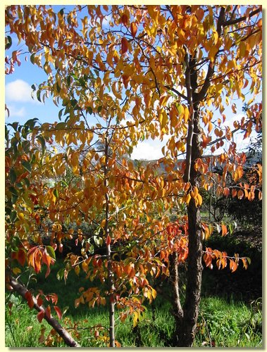 Fall Trees.jpg