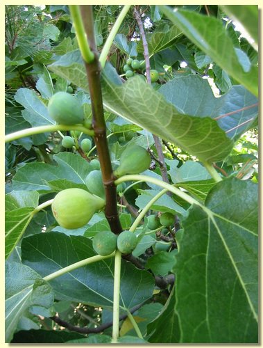 Fig tree.jpg