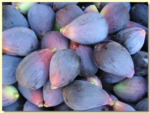 Figs.jpg