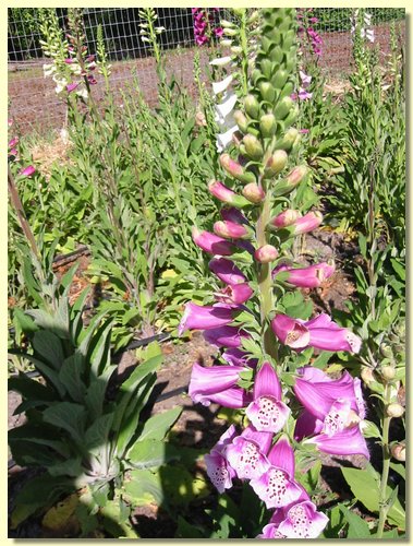 Foxglove.jpg