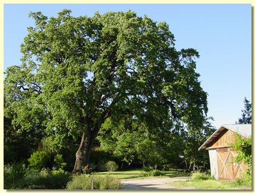Grandfather Oak Tree & Barn.jpg