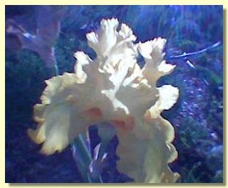 Iris in the Garden.jpg