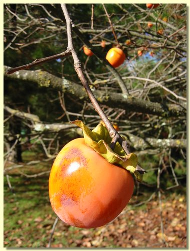 Persimmon.jpg