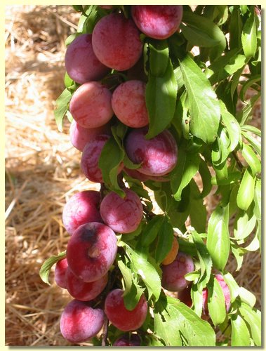 Plums.jpg