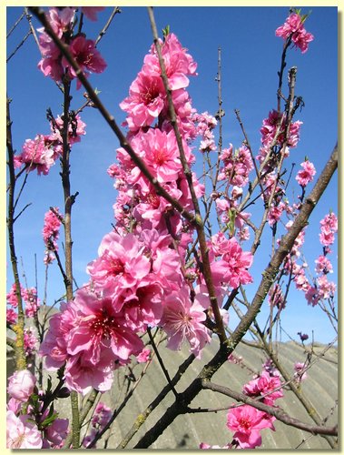 Spring blossoms.jpg