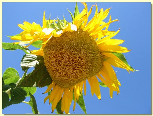 Sunflower.jpg
