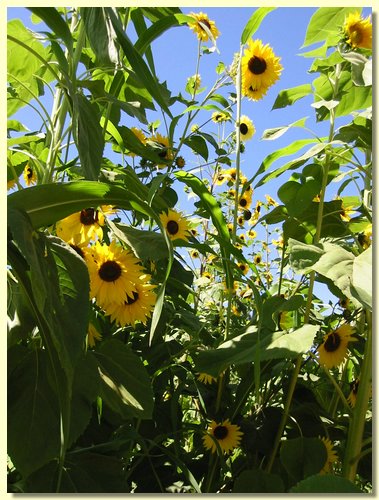 Sunflowers.jpg
