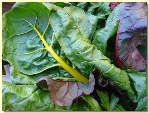 Swiss Chard.jpg