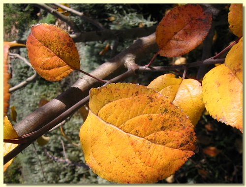 Yellow Leaves.jpg