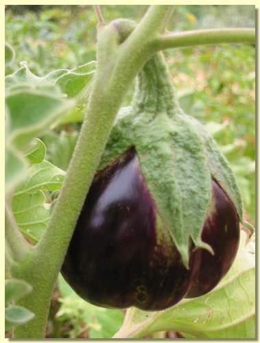 eggplant.jpg