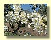 AppleBlossoms - CItamura.jpg
