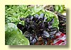 Basil.jpg
