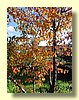 Fall Trees.jpg