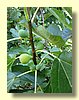 Fig tree.jpg