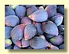 Figs.jpg