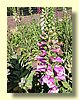 Foxglove.jpg