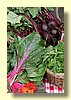 Garden Produce.jpg