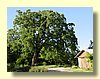 Grandfather Oak Tree & Barn.jpg