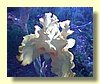 Iris in the Garden.jpg