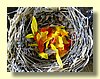 Nest with Flower Petals.jpg