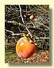 Persimmon.jpg