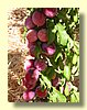 Plums.jpg