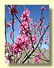 Spring blossoms.jpg