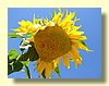 Sunflower.jpg