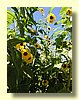 Sunflowers.jpg