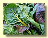 Swiss Chard.jpg