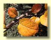 Yellow Leaves.jpg