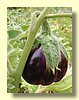 eggplant.jpg