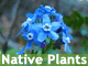 Native Plants